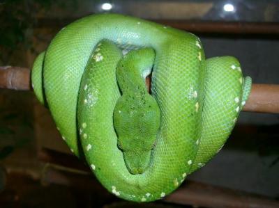 Morelia viridis