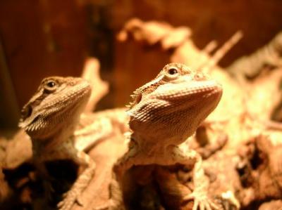 Pogona viticeps Jungtier