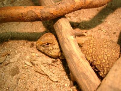 Uromastyx geyri