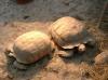 Geochelone sulcata